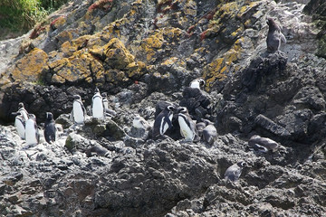 Magellanic penguins (Spheniscus magellanicus)