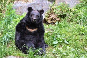 Asian black bear ( 1 )