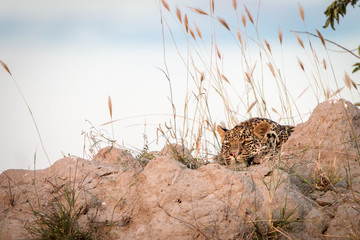 A Leopard sleeping on top of a termite mound.