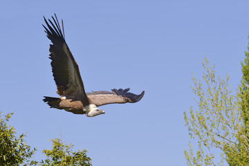 Griffon vulture (Gyps fulvus) in flight on blue sky background