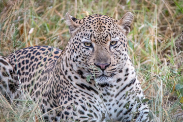 A Leopard laying in the grass.