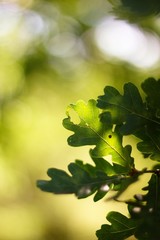 Acorn leaves for green background.