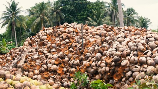 Pile of Coconut Shell