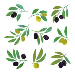 Olive tree branches set of colorful vector Illustrations