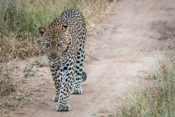 A Leopard walking towards the camera.