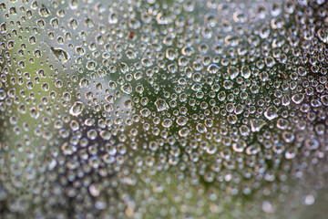 A drop of water on a cobweb. Macro. Blurred green background.