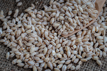 pearls barley grain seed on background.