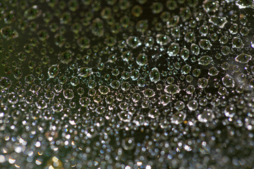 A drop of water on a cobweb. Macro. Blurred green background.