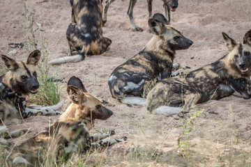 A pack of African wild dogs laying in the sand.