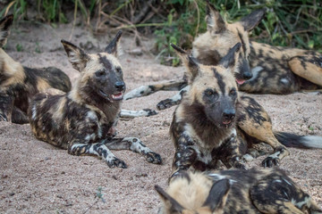 A pack of African wild dogs laying in the sand.