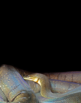 Macklot's Python on Black Background, Clipping Path