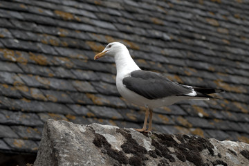 Fototapeta premium mont st michel