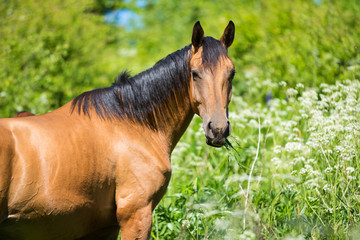 Horse in the wildflowers