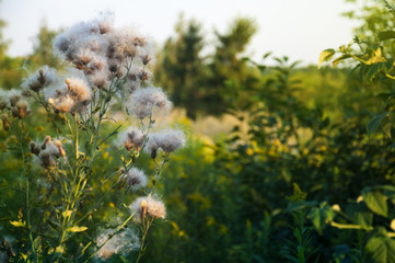 anemophilous plant on the meadow in Poland wit bokeh