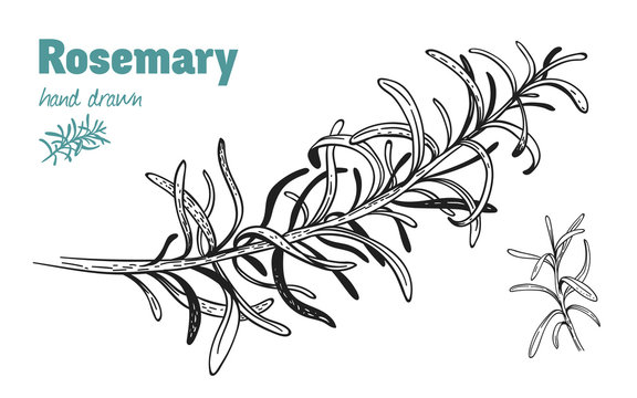 Rosemary twig vector hand drawn illustration