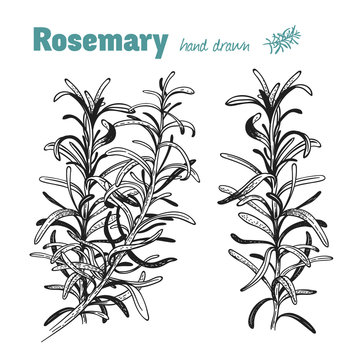 Rosemary plant vector hand drawn illustration set