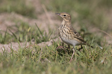 Fototapeta premium Bird, tree pipit while refreshing