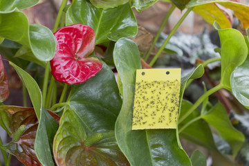 Gelbe Leimtabel zum Fangen von Insekten an Blühpflanze, Schädlingsbekämpfung