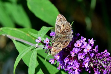 Blütenspanner (Schmetterling) auf Fliederblüten