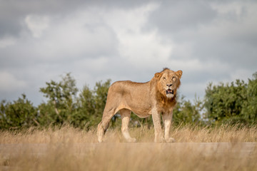 A male Lion staring at the camera.