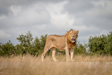 A male Lion staring at the camera.