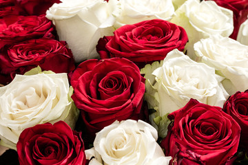 Texture of red and white roses