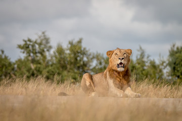 A male Lion staring at the camera.