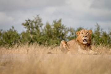 A male Lion staring at the camera.