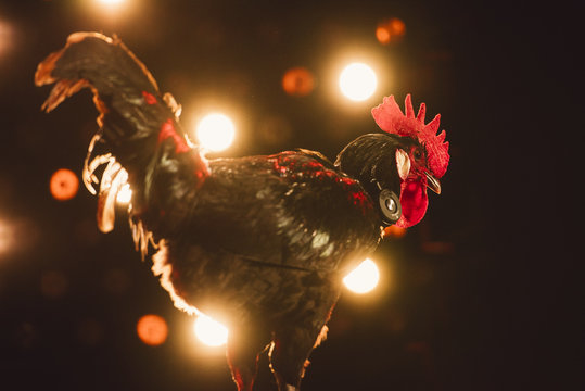 Cock standing with small headphones