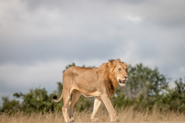 A male Lion walking on the road.