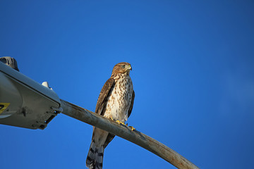 Cooper's Hawk (Accipiter cooperii)