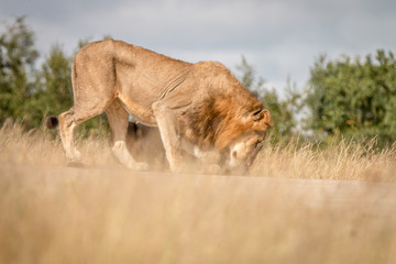 Fototapeta premium Two male Lions bonding on the road.