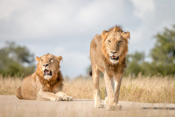 Fototapeta na wymiar Two male Lions staring at the camera.