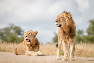 Fototapeta na wymiar Two male Lions resting on the road.