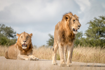 Two male Lions resting on the road.