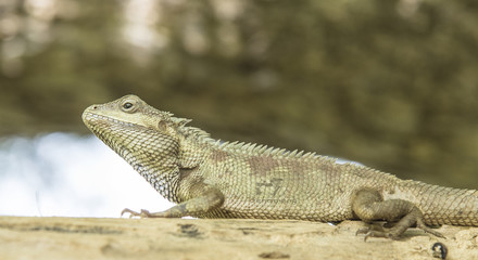 The lizard is a reptile