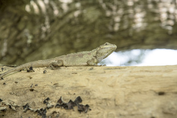 The lizard is a reptile