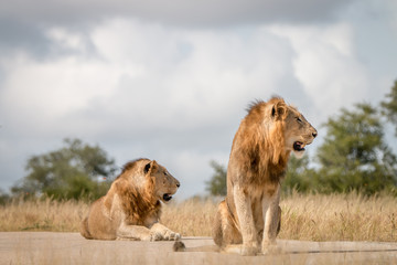Two male Lions sitting on the road.