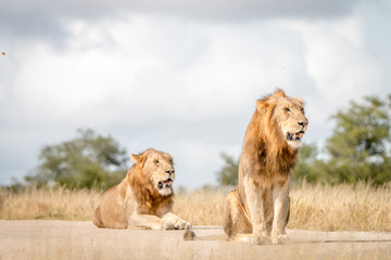 Two male Lions sitting on the road.