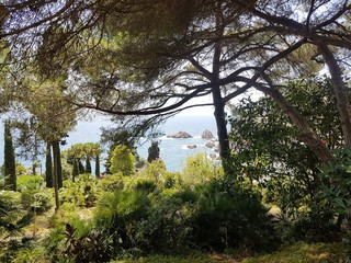 Rośliny na brzegu morza