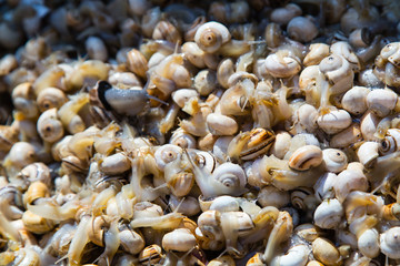 On the main market of Venice