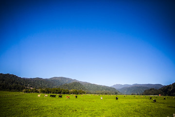 Free range cattle and cows in New Zealand