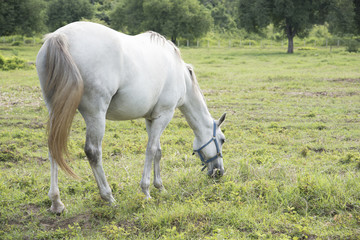 Obraz na płótnie Canvas Horse farm