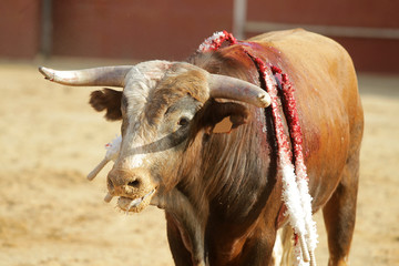 Toro bravo en la plaza