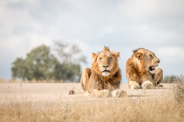 Two male Lions laying on the road.