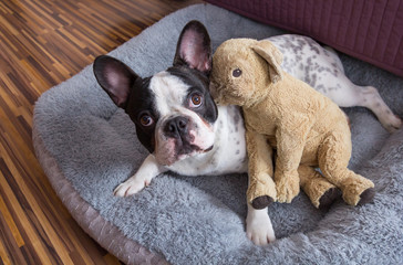 French bulldog with teddy bear in bed