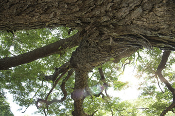 The Largest Monkey Pod Tree in Thailand