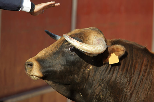 Toro bravo en la plaza
