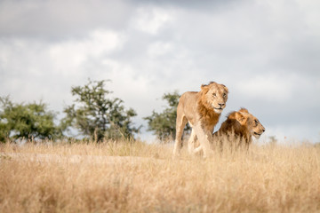Two young male Lions on the road.