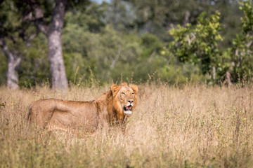 A male Lion walking in the grass.